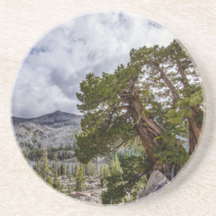 Sierra Juniper and Evergreen Trees Coaster