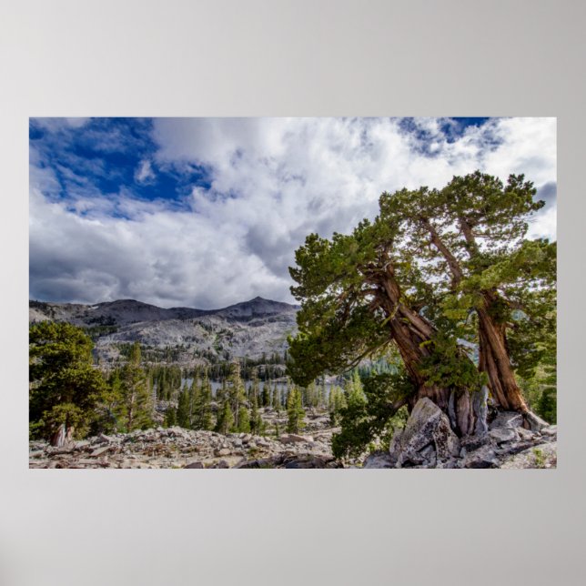 Sierra Juniper and Evergreen Trees Poster (Front)