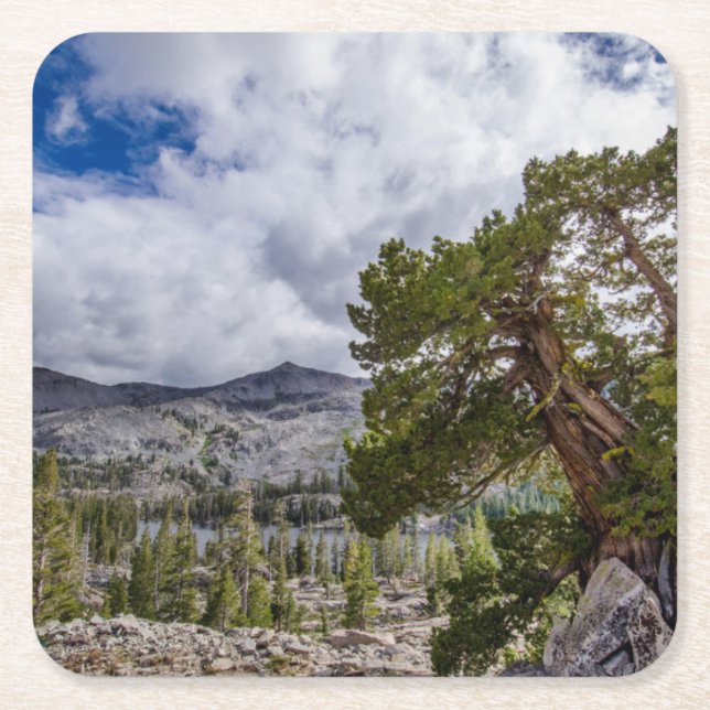 Sierra Juniper and Evergreen Trees Square Paper Coaster (Front)