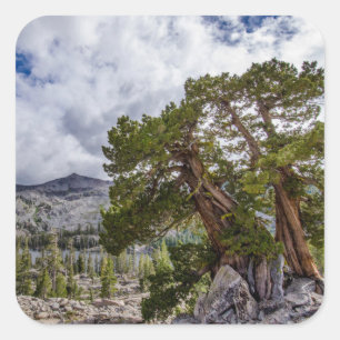 Sierra Juniper and Evergreen Trees Square Sticker