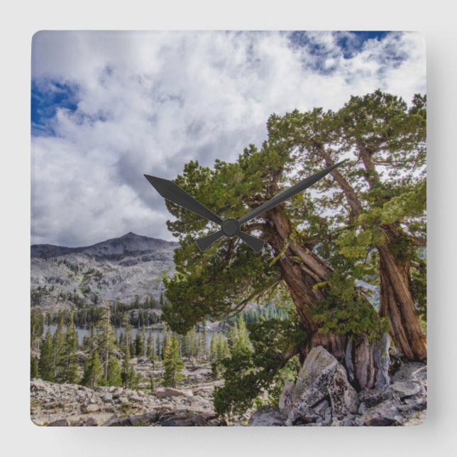Sierra Juniper and Evergreen Trees Square Wall Clock (Front)