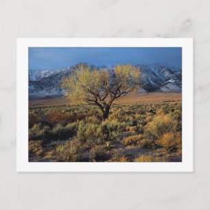 "Sierra Sunlit Tree" Postcard