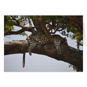 Siesta