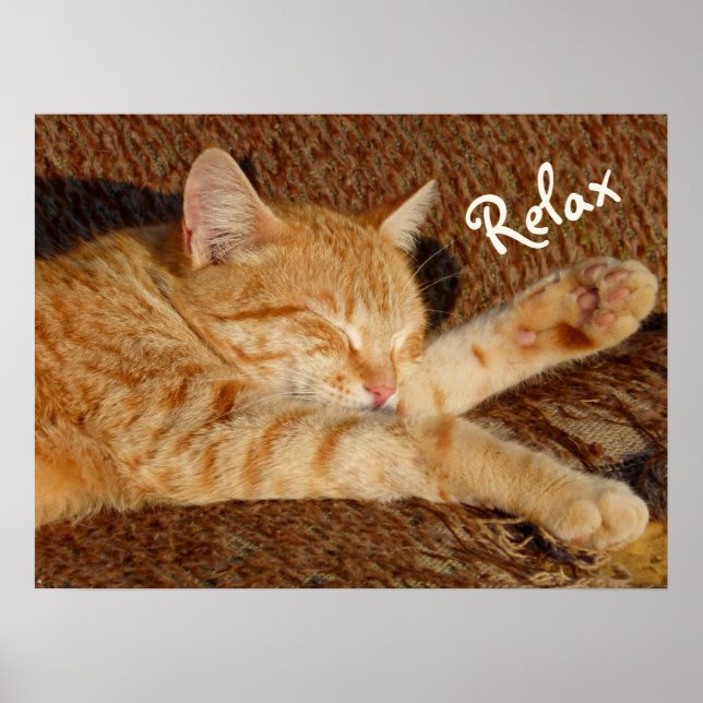 Siesta - Relaxing Cat Poster (Front)