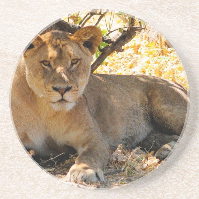 Siesta Time Coaster (Front)