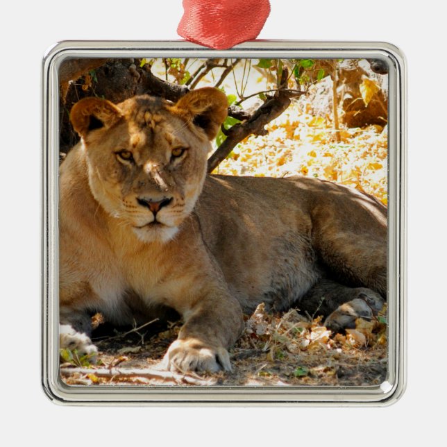 Siesta Time Metal Ornament (Front)