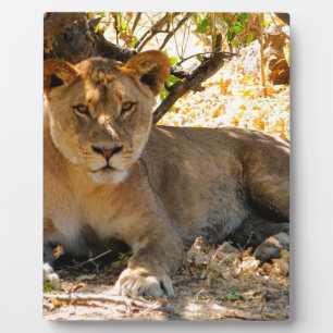 Siesta Time Plaque