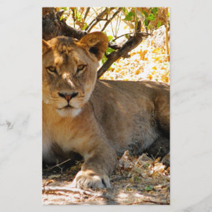 Siesta Time Stationery