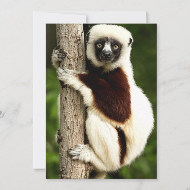 Sifaka Lemur in Madagascar Forest Card (Front)