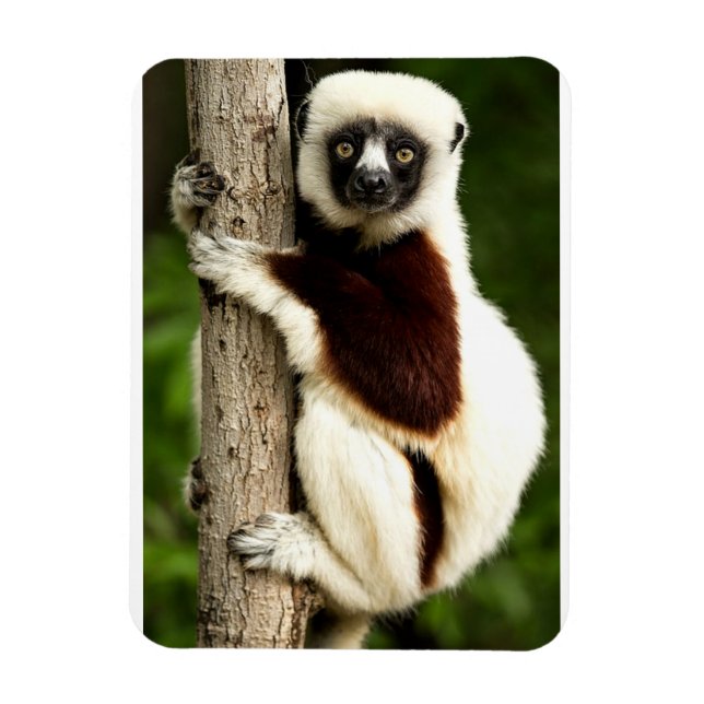 Sifaka Lemur in Madagascar Forest Magnet (Vertical)