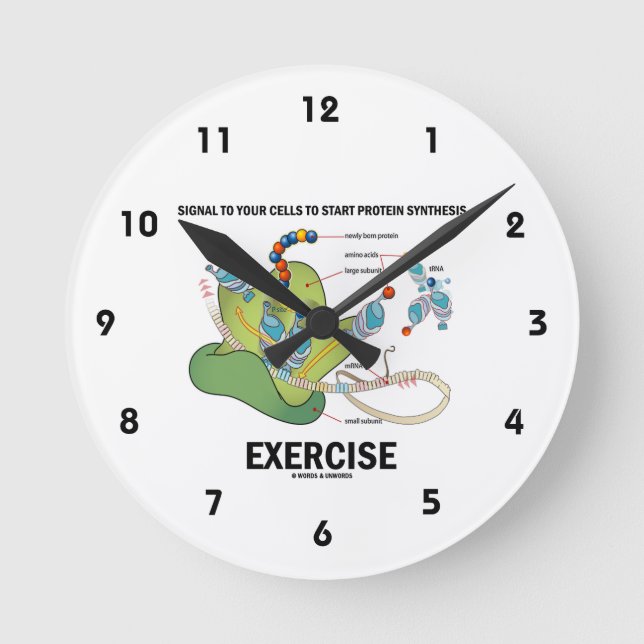 Signal Cells To Start Protein Synthesis Exercise Round Clock (Front)