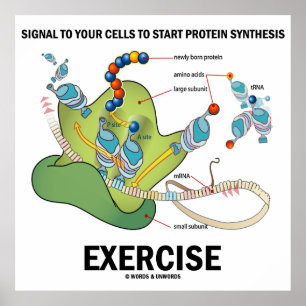 Signal To Start Protein Synthesis Exercise Poster