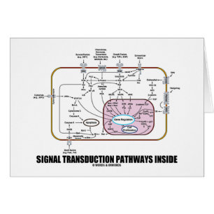 Signal Transduction Pathways Inside (Cell Biology)