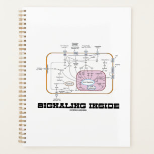 Signalling Inside Signal Transduction Pathways Planner