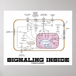 Signalling Inside (Signal Transduction Pathways) Poster