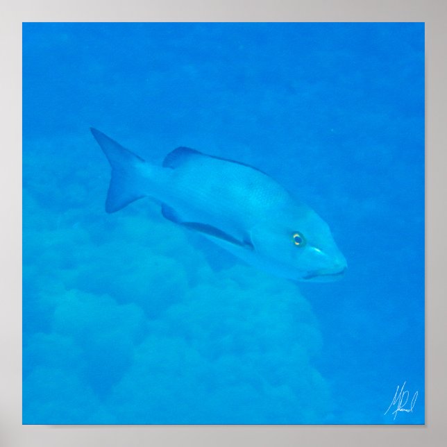 Signed Great Barrier Reef Bohar Snapper Fish Poster (Front)