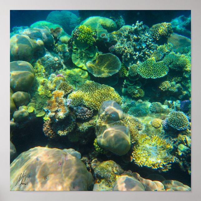 Signed Great Barrier Reef Coral - #2 Poster (Front)