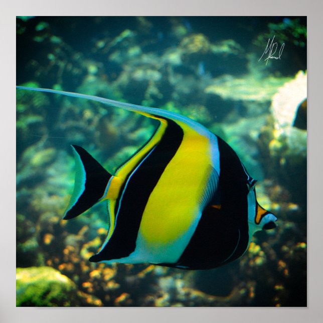 Signed Long-Fin Banner Fish Poster (Front)