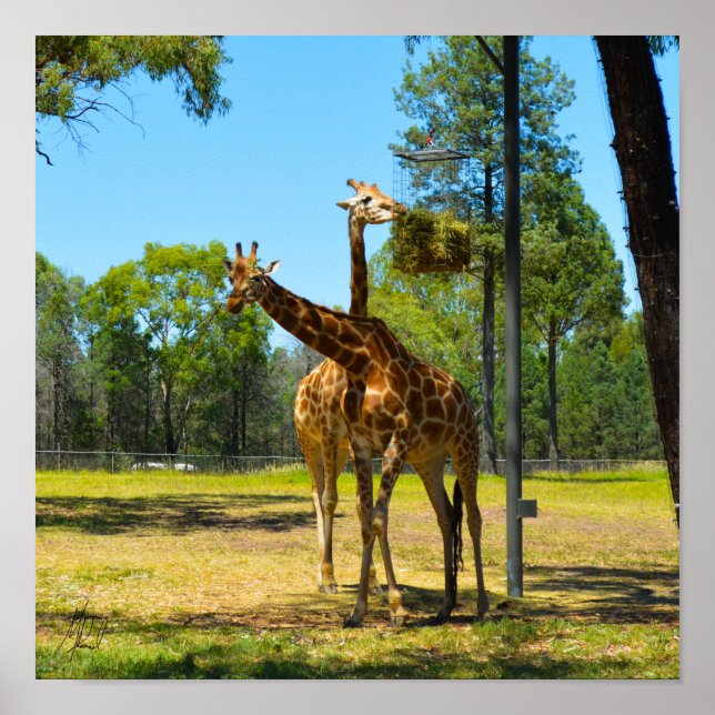 Signed Taronga Western Plains Zoo Dubbo - Giraffes Poster (Front)