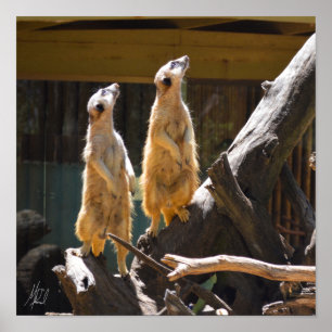 Signed Taronga Western Plains Zoo Dubbo - Meerkat Poster