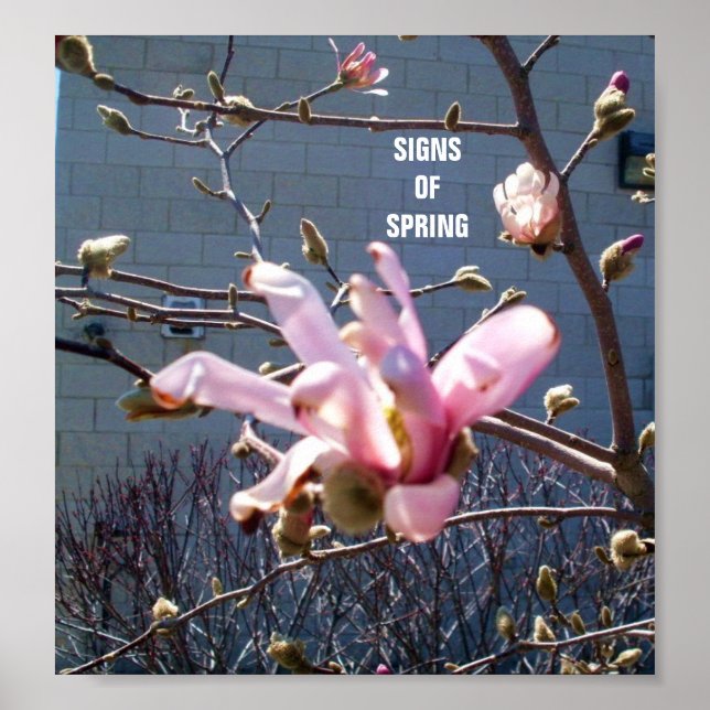 SIGNS OF SPRING poster (Front)