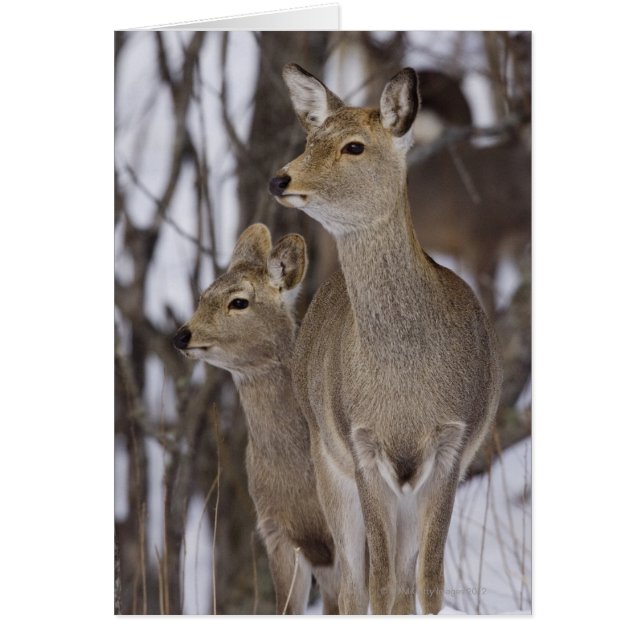 Sika Deer Doe and Young, Hokkaido, Japan (Front)
