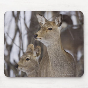 Sika Deer Doe and Young, Hokkaido, Japan Mouse Pad