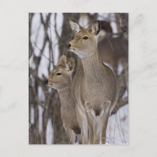 Sika Deer Doe & Young Hokkaido, Japan Postcard