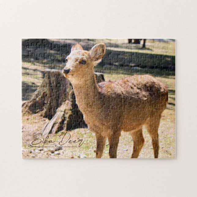 Sika Deer in Nara Park Jigsaw Puzzle (Horizontal)