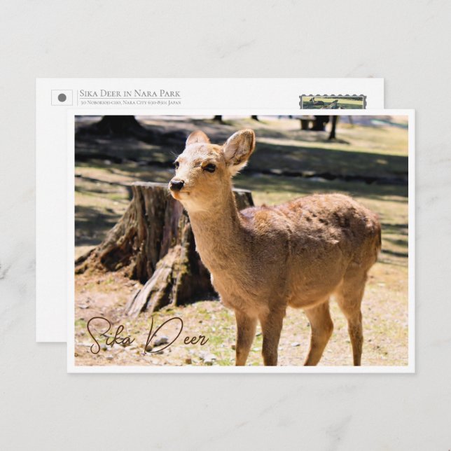 Sika Deer in Nara Park Postcard (Front/Back)
