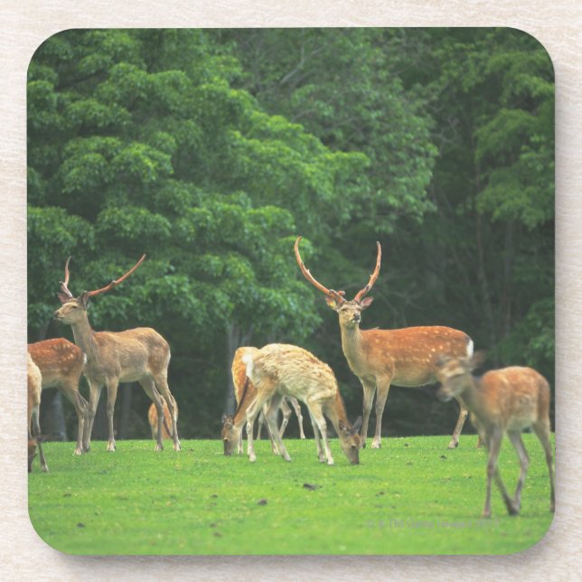 Sika deer standing in a clearing coaster (Front)