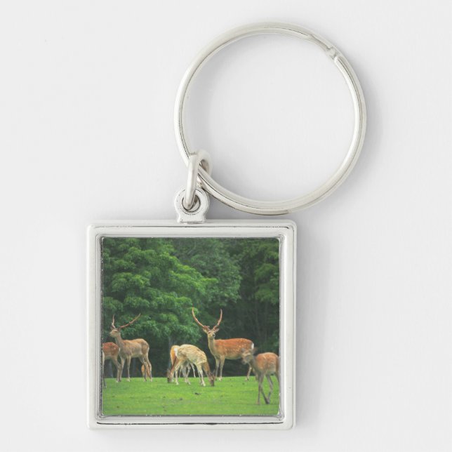 Sika deer standing in a clearing key ring (Front)