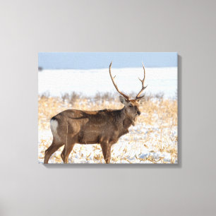 Sika Stag In a Snowy Field Japan Canvas Print