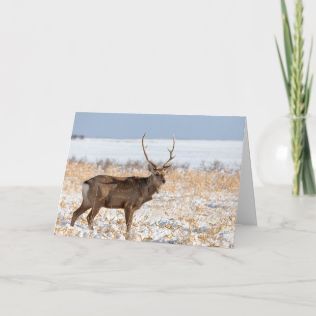 Sika Stag In a Snowy Field | Japan Card (Front)