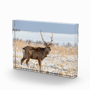 Sika Stag In a Snowy Field   Japan Photo Block