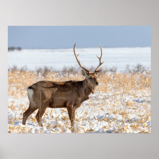 Sika Stag In a Snowy Field | Japan Poster (Front)