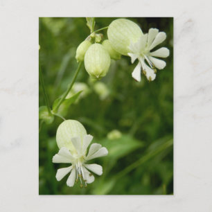 Silene Vulgaris Postcard