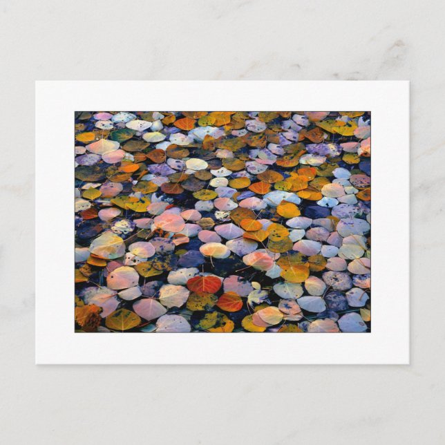 "Silent Drift" Postcard (Front)