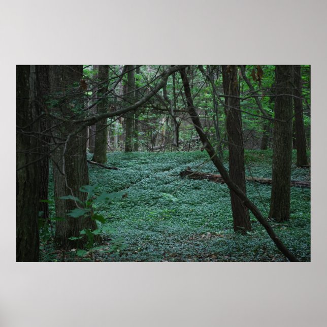 Silent Forest Poster (Front)