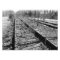 Silent Tracks 7x5 Black and White Photographic Pri
