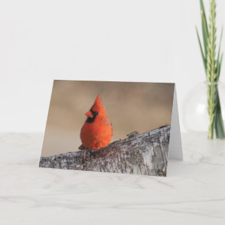 Silent wonders blank greeting card Cardinal