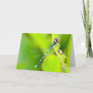 Silent wonders blank greeting card Dragonfly