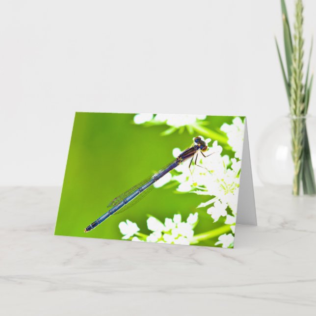 Silent wonders blank greeting card Dragonfly (Front)