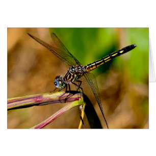 Silent wonders blank greeting card Dragonfly