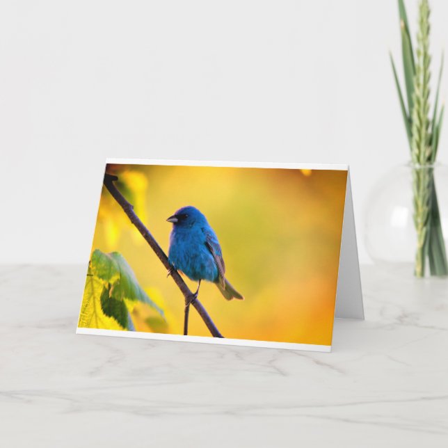 Silent wonders blank greeting card Indigo Bunting (Front)
