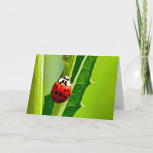 Silent wonders blank greeting card Ladybug