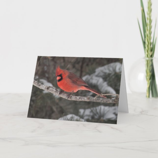 Silent wonders blank greeting card Male Cardinal (Front)
