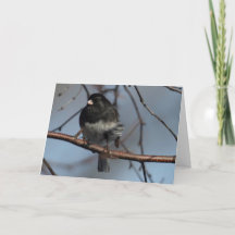 Silent Wonders blank inside greeting card Junco