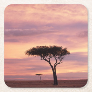 Silhouette image of acacia tree at sunrise square paper coaster