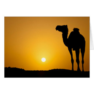 Silhouette of a wild camel at sunset